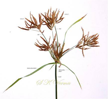  Inflorescence (Anthela)
